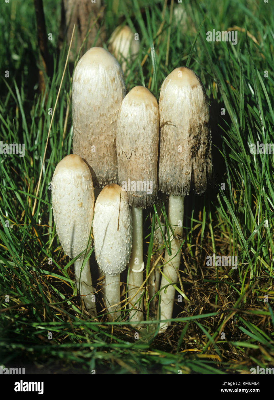 Lawyers wig & shaggy ink cap (Coprinus comatus) fruiting caps in grassland Stock Photo