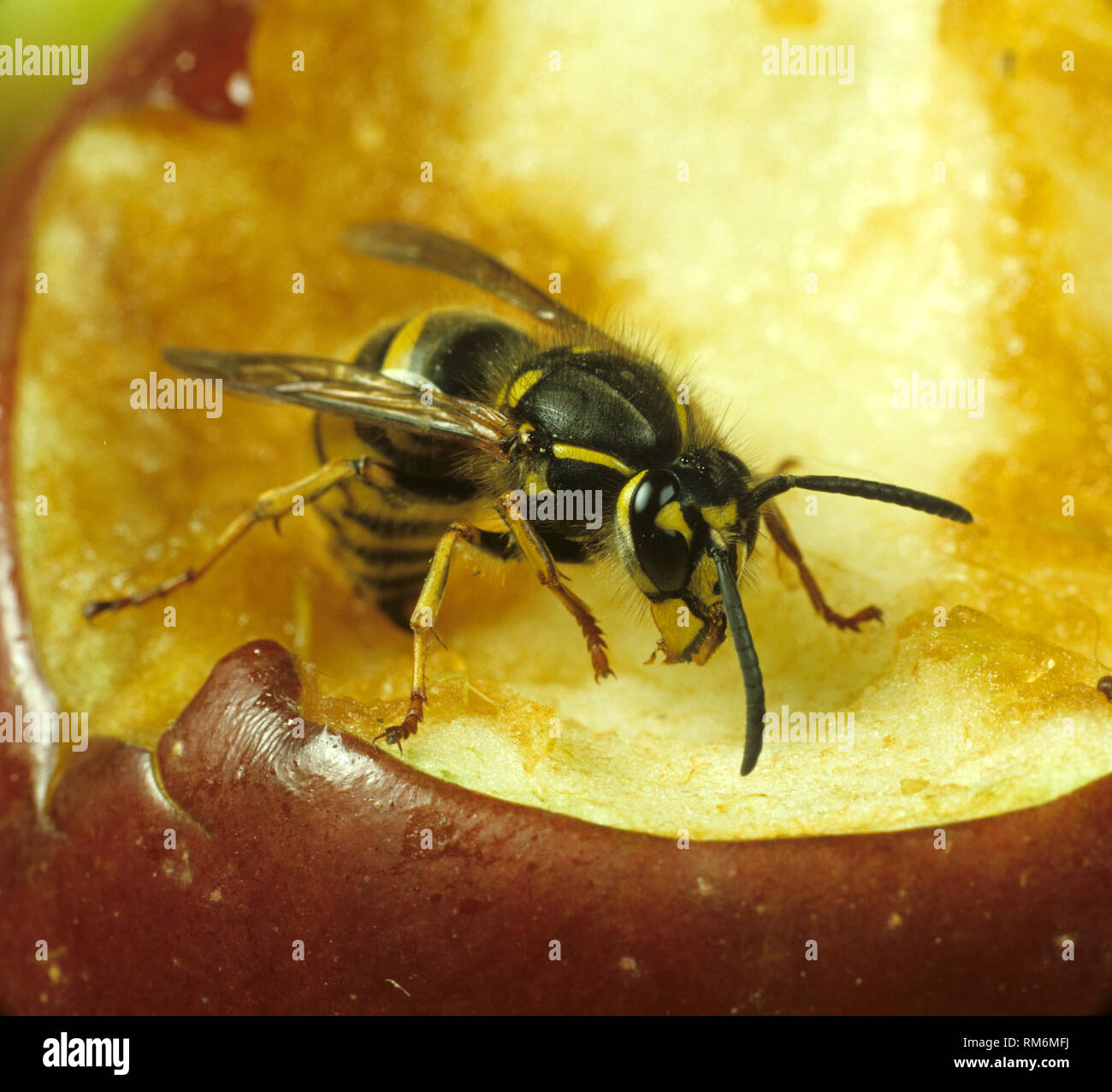 Common wasp (Vespula vulgaris) adult on a damaged apple fruit Stock Photo