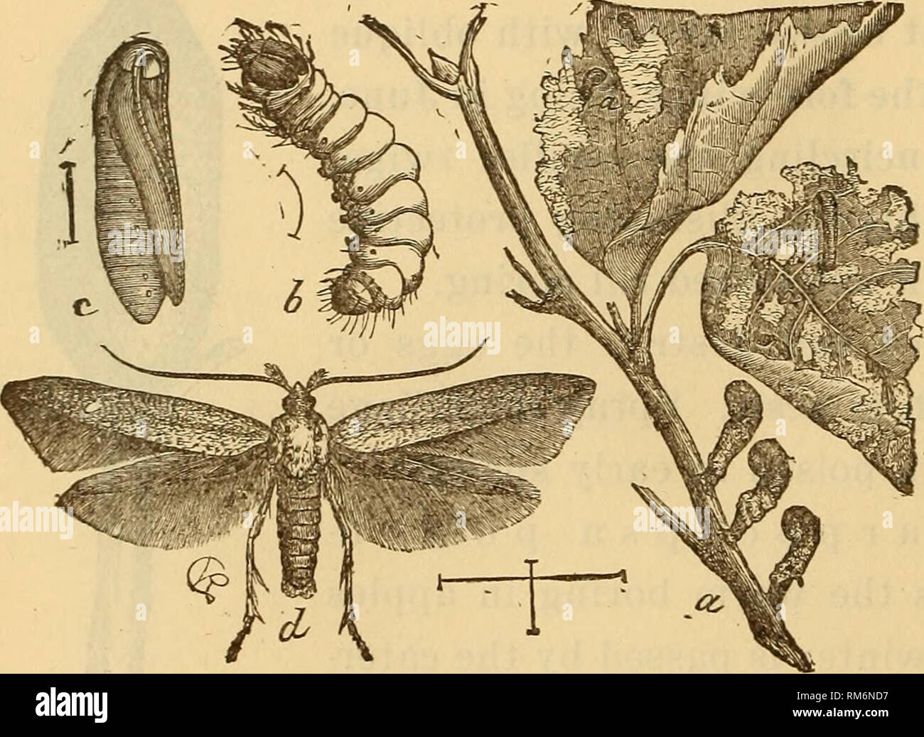 Skeletonizing Insects Insect treatment museum hi-res stock photography and images - Alamy