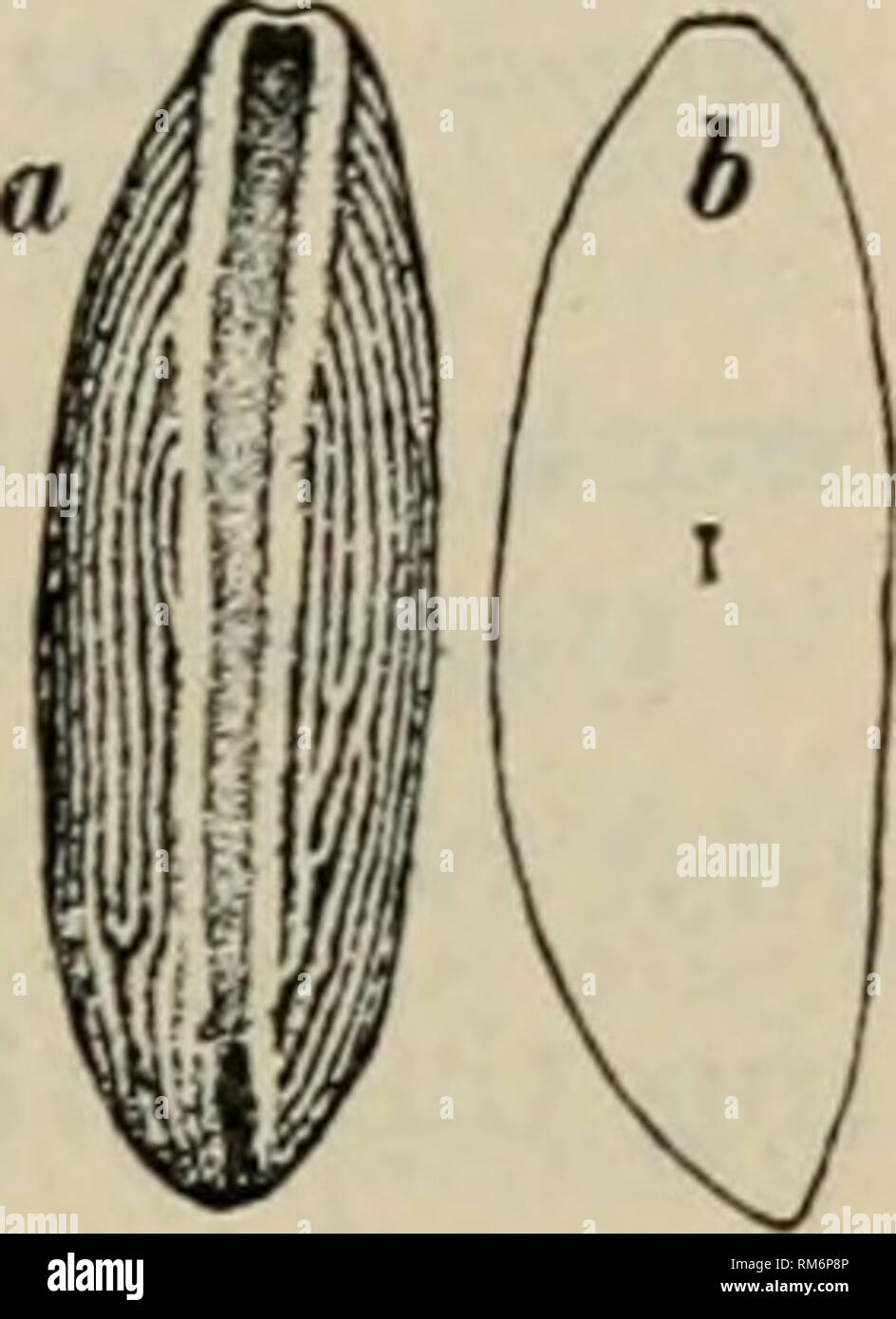 . Annual report of the Agricultural Experiment Station. Cornell University. Agricultural Experiment Station; Agriculture -- New York (State). The Cabbage Root Maggot. 507 stalk on the soil and are readily seen with keen eyes. In 1887, Prof. Cook recorded finding hundreds of eggs about a single plant. This is no exaggeration, for we have found at least 300 maggots at work on a single cabbage plant. Several flies must lay their eggs on one plant to produce such a crop of maggots; and when only lo or 20 maggots occur, a single fly must oviposit on several plants. This statement is based on the fo Stock Photo