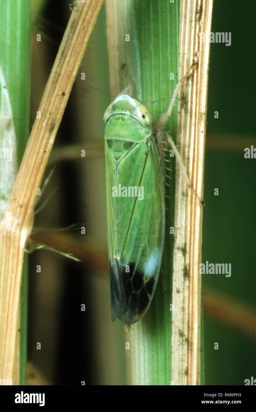 Nymph of a green paddy rice leafhopper (Nephotettix virescens) pest and disease vector of rice on a rice leaf, Philippines Stock Photo
