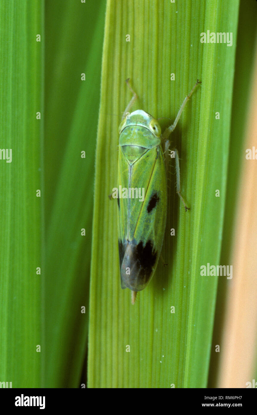 Nymph of a green paddy rice leafhopper (Nephotettix virescens) pest and disease vector of rice on a rice leaf Stock Photo