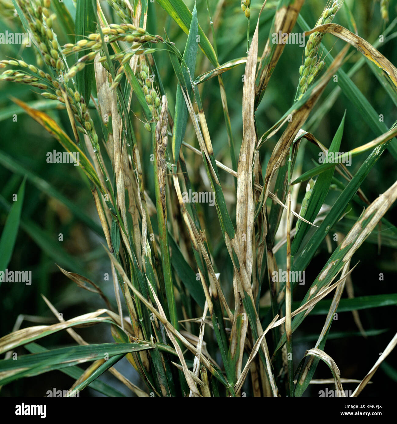 Sheath blight , Rhizoctonia solani, disease infected rice crop, Luzon, Philippines Stock Photo