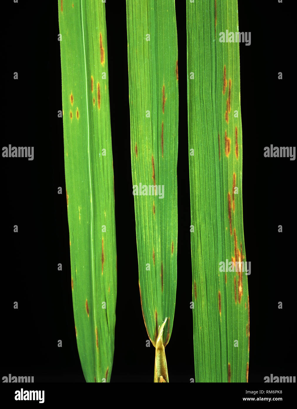 Narrow brown spot, Cercospora oryzae, disease lesions on a rice leaf,  Thailand Stock Photo - Alamy