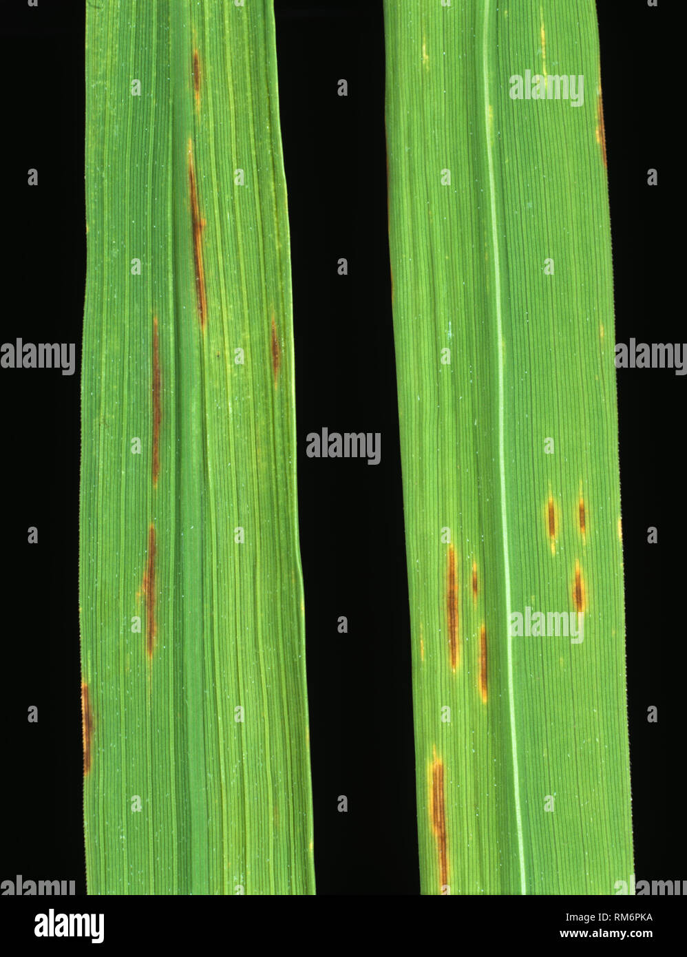 Narrow brown spot, Cercospora oryzae, disease lesions on a rice leaf, Thailand Stock Photo