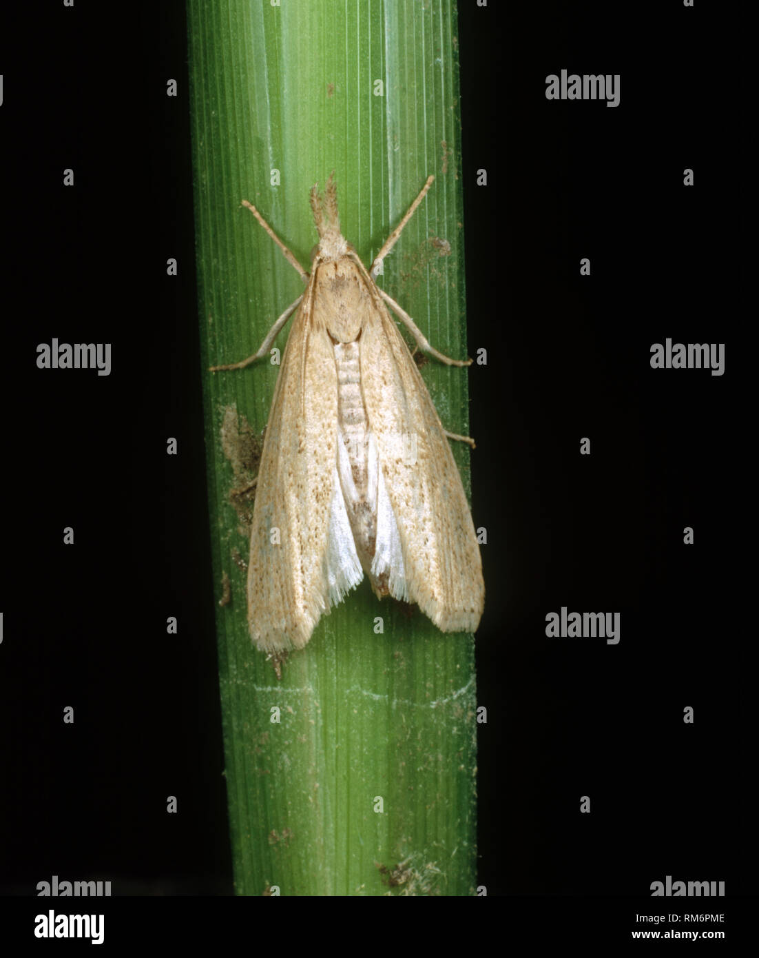 Asiatic stem borer or striped rice stem borer, Chilo suppressalis, moth