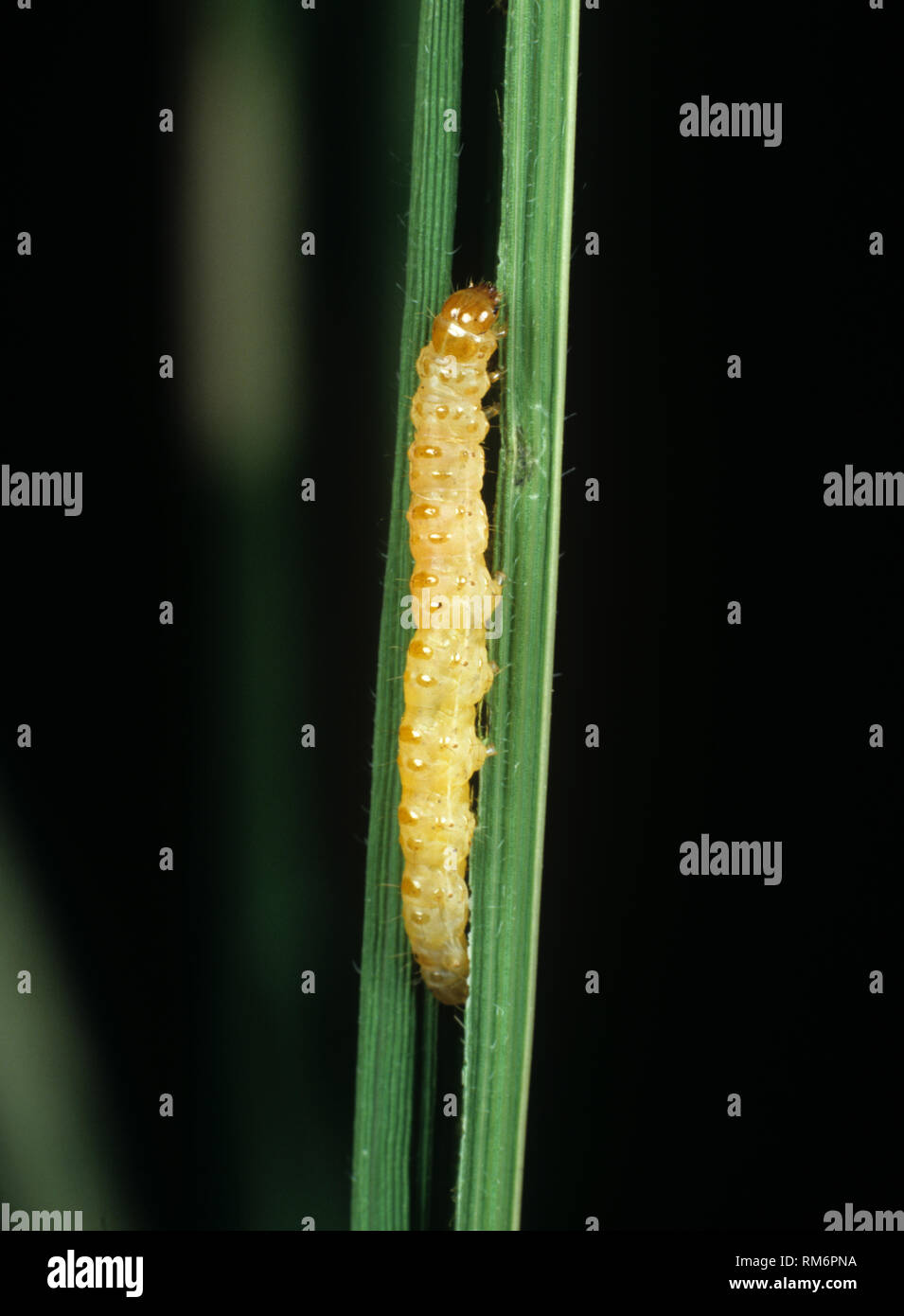 Rice leaf folder (Cnaphalocrocis medinalis) caterpillar of pest species in folded rice leaf, Luzon, Philippines Stock Photo