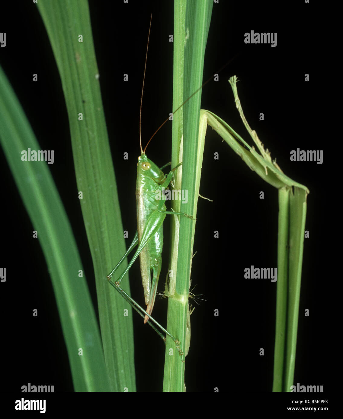 Meadow or long-horned grasshopper (Conocephalus longipennis) pest of rice & predator of rice bugs and stem borers, Philippines Stock Photo