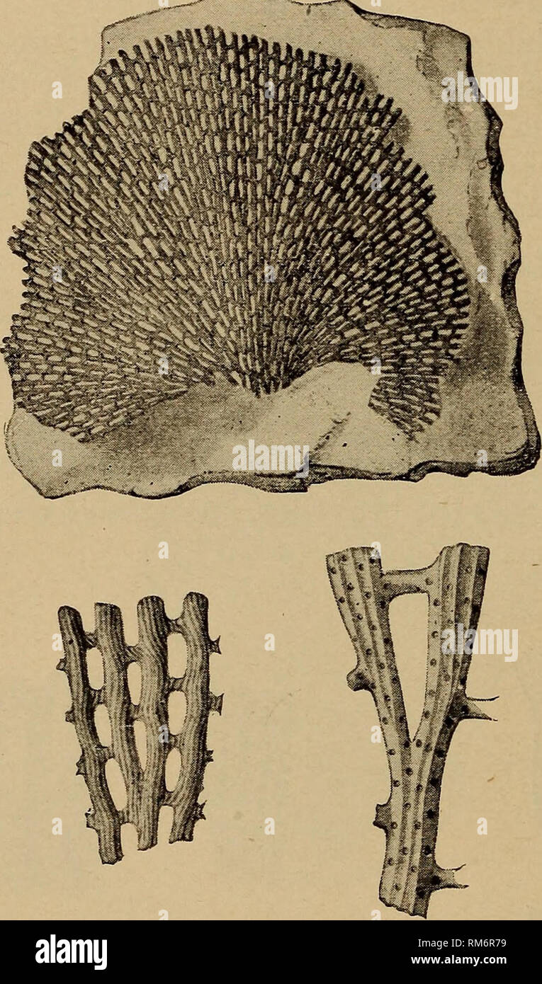 . Annual report of the Regents. New York State Museum; Science. 172 NEW YORK STATE MUSEUM Genus polypora McCoy [Ety.: TToXu?, many; tto/^o?, pore] (1845. Synopsis Carbon, foss. Ireland, p. 206) Zoarium as in Fenestella, but with from two to eight rows of zooecia on a branch, and without median keel, but sometimes with a row of strong nodes or tubercles. Polypora incepta Hall (Fig. 73) (1852. Pal. N. Y. 2:167, pl- 40D, fig. 5a-f) Distinguishing characters. Funnel-shaped, but generally compressed form; branches dividing somewhat regularly, sometimes anastomosing; dis- sepiments at regular interv Stock Photo