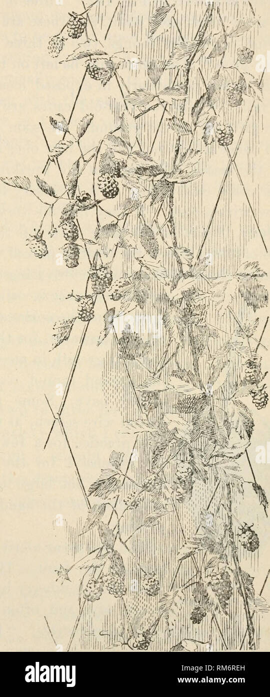 . Annual report of the Agricultural Experiment Station. Cornell University. Agricultural Experiment Station; Agriculture -- New York (State). Fruit Brevities. 437 four feet long.&quot;&quot;'Another portion is trained upon a common grape trellis of three wires, the canes being tied to the wires the spring of the bearing year by means of wool twine. In the third portion the vines lie upon a flat rack standing 18 inches above the ground, and made of light slats laid crosswise the row and resting upon bents at the sides. There has been no gain in productive- ness or earliness upon the trellised o Stock Photo