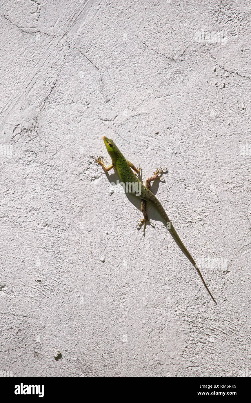 green tree skink lizard climbing a white wall isolated Stock Photo
