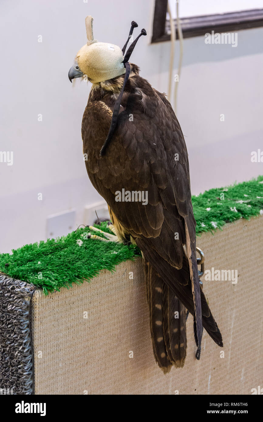 Falcon hooded in white cap at Falcon Souq in Doha, Qatar. Stock Photo