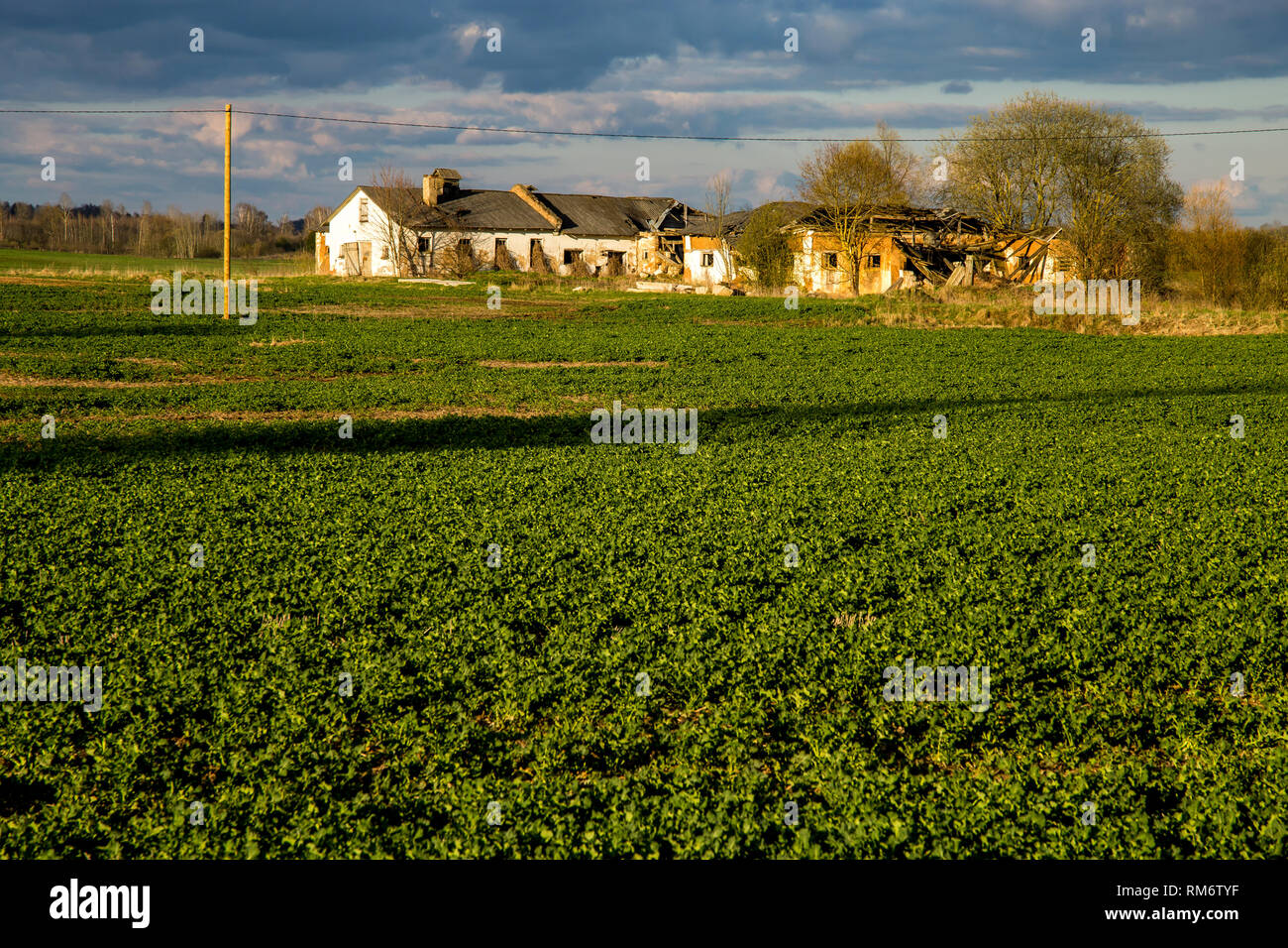 Green field with cereal and old farm house on the back, against a blue ...