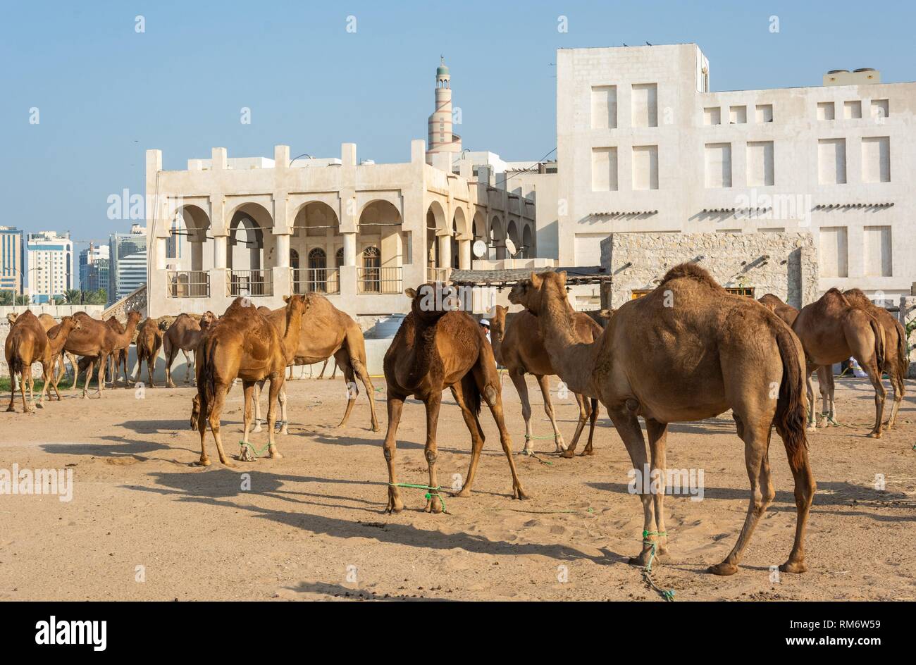 Pen area in Doha, Qatar, filled with feeding camels. Stock Photo