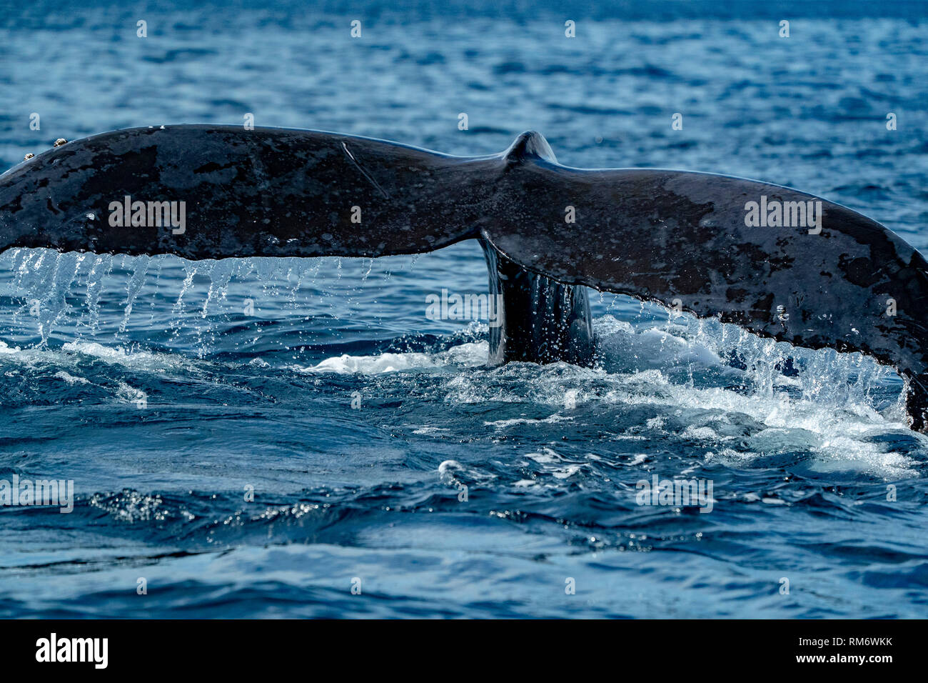 humpback whale tail submerging on pacific ocean background Stock ...