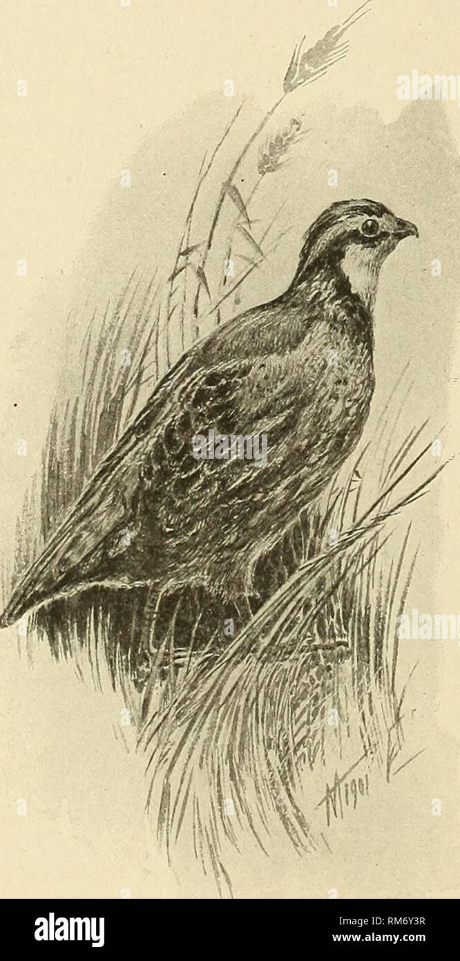 Annual Report Of The Commissioners Of Fisheries Game And