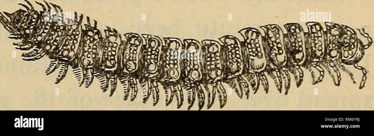 . Annual report of the Regents. New York State Museum; Science. REPORT OF THE STATE ENTOMOLOGIST 3OI The lateral carinae are yellowish, feebly sulcate with two minute serra- tions, the anterior one bearing a small seta (PI. XV, fig. 4). The rhom- boidal gnathochilarium is represented in fig. 7 of plate XV. The copulatory legs of the male are abruptly flexed and terminate in four slender, curved processes (PI. XV, fig. 6), which are nearly colorless, and vary slightly in form in different individuals. In the event of this being a form new to science, it may be known as Leptodesmus falcatus, in  Stock Photo