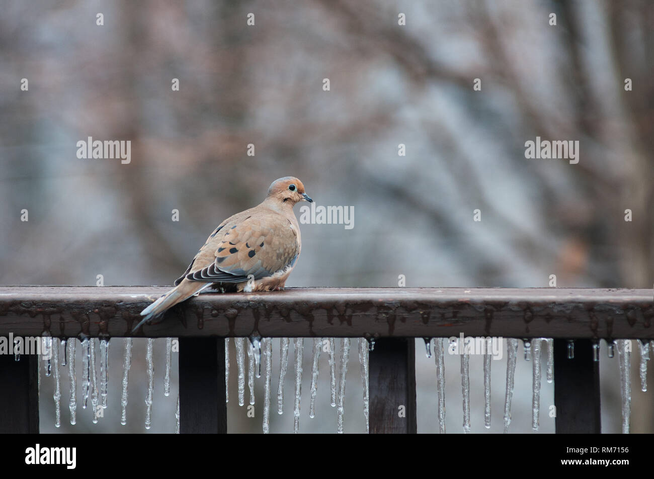 Morning dove sitting on a railing covered in icicles Stock Photo