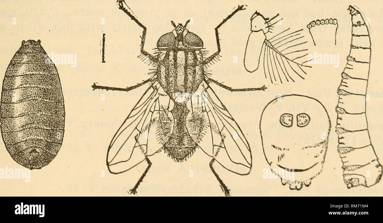 . Annual report, including a report of the insects of New Jersey, 1909. THE INSECTS OE NEW JERSEY. 787 L. sericata Meig. Atlantic Highlands VII, 11 (Lv); Riverton IX, 9, Clementon V, 9 (Jn). PROTOPHORMIA Town. P. terrae-novae Desv. Dover VI, 17, Westville VI, 15 (Jn); Paterson V, 28 (Coll). PHORMIA Desv. P. regina Meig. Boonton IV, 12 (GG); Caldwell (Cr); New Brunswick (Sm); Jamesburg VII, 4, Westville V, 15, Avalon VIII, 22 (Jn). PSEUDOPYRELLIA Girschner. P. cornicina Fab. Riverton IX, 9, Westville. PROTOCALLIPHORA Hough. P. splendida Macq. Ashland VII, 16 (Hk). MORELLIA Desv. M. micans Macq. Stock Photo