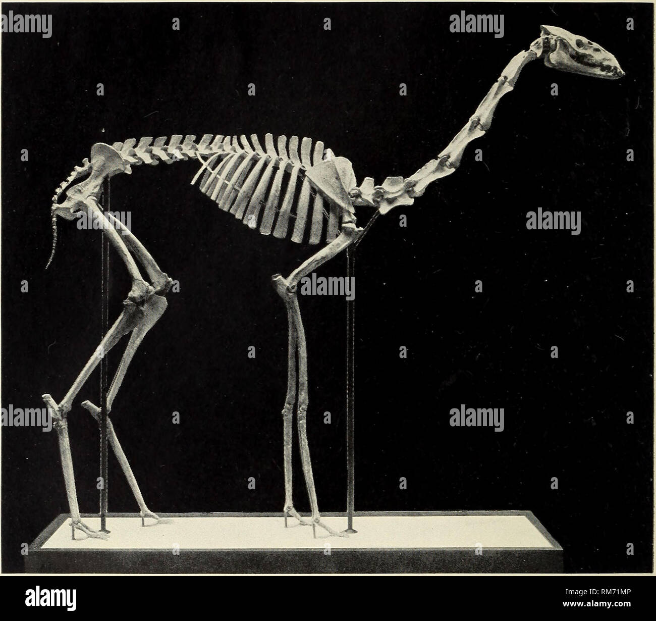 . Annual report of the Director to the Board of Trustees for the year ... Field Museum of Natural History; Natural history. FIELD MUSEUM OF NATURAL HISTORY. REPORTS, PLATE XVI.. Skeleton of fossil American Camel (Oxydactyius longipes). lower Miocene of Wyoming.. Please note that these images are extracted from scanned page images that may have been digitally enhanced for readability - coloration and appearance of these illustrations may not perfectly resemble the original work.. Field Museum of Natural History. Chicago, U. S. A. : Field Museum of Natural History Stock Photo