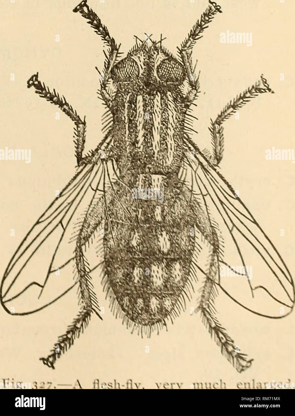 . Annual report, including a report of the insects of New Jersey, 1909. THE INSECTS OF NEW JERSEY. 78:;. PTILODEXIA B. and B. P. tibialis Desv. Del. Water Gap VII, 14, Orange Mts. VII, 4, Riverton V, 29, Clementon V, 16 (Jn). EUANTHA V. d. Wulp. E. liturata Oliv. DaCosta VII, 30. CH/ETONA V. d. Wulp. C. macroptera V. d. Wulp. Trenton VII, 7 (Hk). THELAIRODES V. d. Wulp. T. basal is Giglio-Tos. Dover VI, 23, Orange Mts. T. cinereicollis V, d. Wulp. Riverton V, 30. THELAIRA Desv. T. leucozona Panz. Avalon VII, 22. THERESIA Desv. T. tandrec Desv. Chester (Sm); Malaga VIII, 4 (CG). Familv SARCOPHA Stock Photo