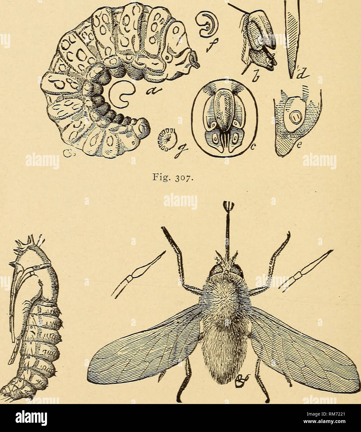 . Annual report, including a report of the insects of New Jersey, 1909. Fig- 30:. Fig. 306. Fig. 305.—Antlirax hippomelas: a, larva; b, fly pupa projecting from cut-worm pupa; c, pupa; d, adult: all enlarged. Fig. 306.—Bee-fly, SystcccJius oreas, parasitic on grasshopper egg-pods, pupa and adult. Fig. 307.—Larva of Systccclms orcas enlarged and details of structure.. Please note that these images are extracted from scanned page images that may have been digitally enhanced for readability - coloration and appearance of these illustrations may not perfectly resemble the original work.. New Jerse Stock Photo