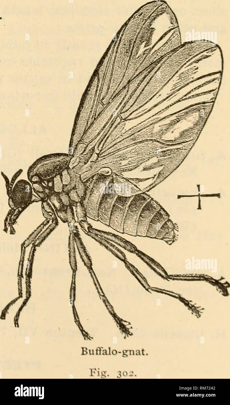 . Annual report, including a report of the insects of New Jersey, 1909. THE INSECTS OF NEW JERSEY. 735 D. dimidiatus Loew. Avalon VI, 8 (Jn); Anglesea V (div); Cape May IX, 21 (Dke). D. thoracicus Say. Forest Hill IX (Wdt); Blackwood VI, 8 (Jn). SCATOPSE Geoffroy. S. notata Linn. Clementon V, 9 (Jn); Glassboro V, 19 (Hk). S. pygmaea Loew. Riverton VII, 31, IX, 9. S. atrata Say. Riverton IV, 23. EUPITENUS Macq. E. ater Macq. Riverton IV, 9 (CG). Family SIMULID^. Rather undersized chunky flies, known as &quot;black flies,&quot; dark in color, the thorax well developed and somewhat produced forwa Stock Photo