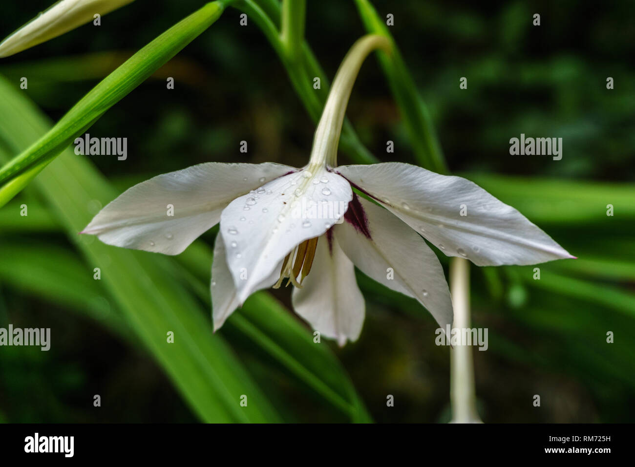 Flower with raindrops Stock Photo