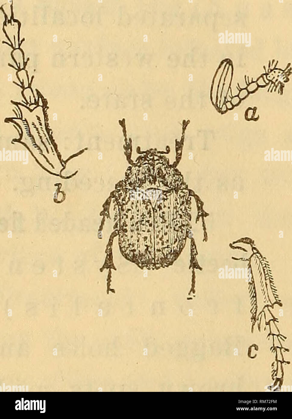 . Annual report of the Regents. New York State Museum; Science. Fig. 45 Margined blister beetle, E p i- cauta cinerea Fig. 46 Striped blister beetle, E p i- cauta vittata Treatment: as the grubs of these beetles are known to feed on the eggs of grasshoppers and are therefore beneficial, the adults should be destroyed, by spraying affected plants with poison or by beating the insects into pans con- taining water and kerosene, only when necessary. 54 Bumble flower beetle (Eu- phoria ind a). Brownish mot- tled beetles about f inch long feeding in ears of green corn, attacking peaches, etc. The yo Stock Photo