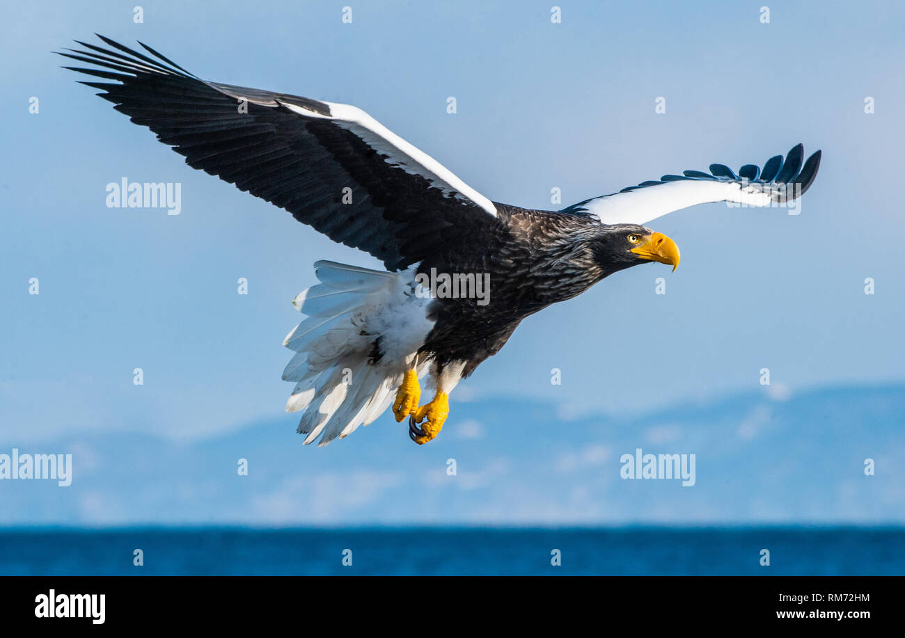 Adult Steller's sea eagle in flight. Steller's sea eagle, Scientific name: Haliaeetus pelagicus. Stock Photo
