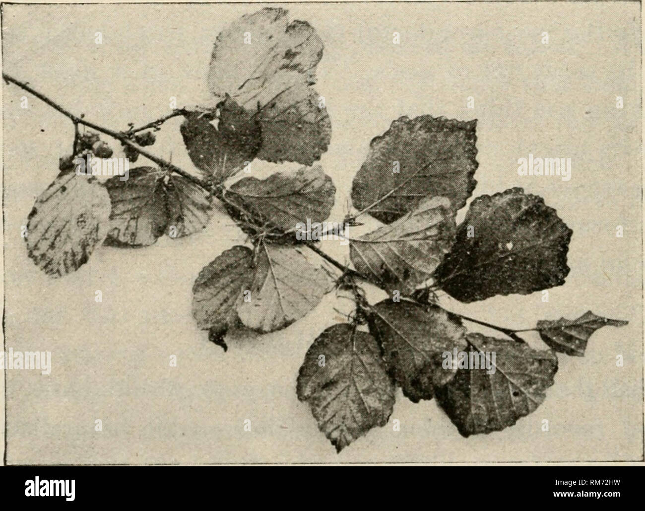 . Annual report of the Agricultural Experiment Station. Cornell University. Agricultural Experiment Station; Agriculture -- New York (State). &quot;Westbury Station, K. Y., 2Iarch 12, 1900. Dear Uncle John : I have been looking to see Low many kinds of birds I conld see about my liome. One warm morning I got np and went ont of doors before breakfast. Tlie first thing I heard was a little tapping on the locust tree. After looking around for some time I saw^ a little black and white woodpecker creeping around the tree. I think it is a downy woodpecker. After breakfast my brother and I saw a redh Stock Photo