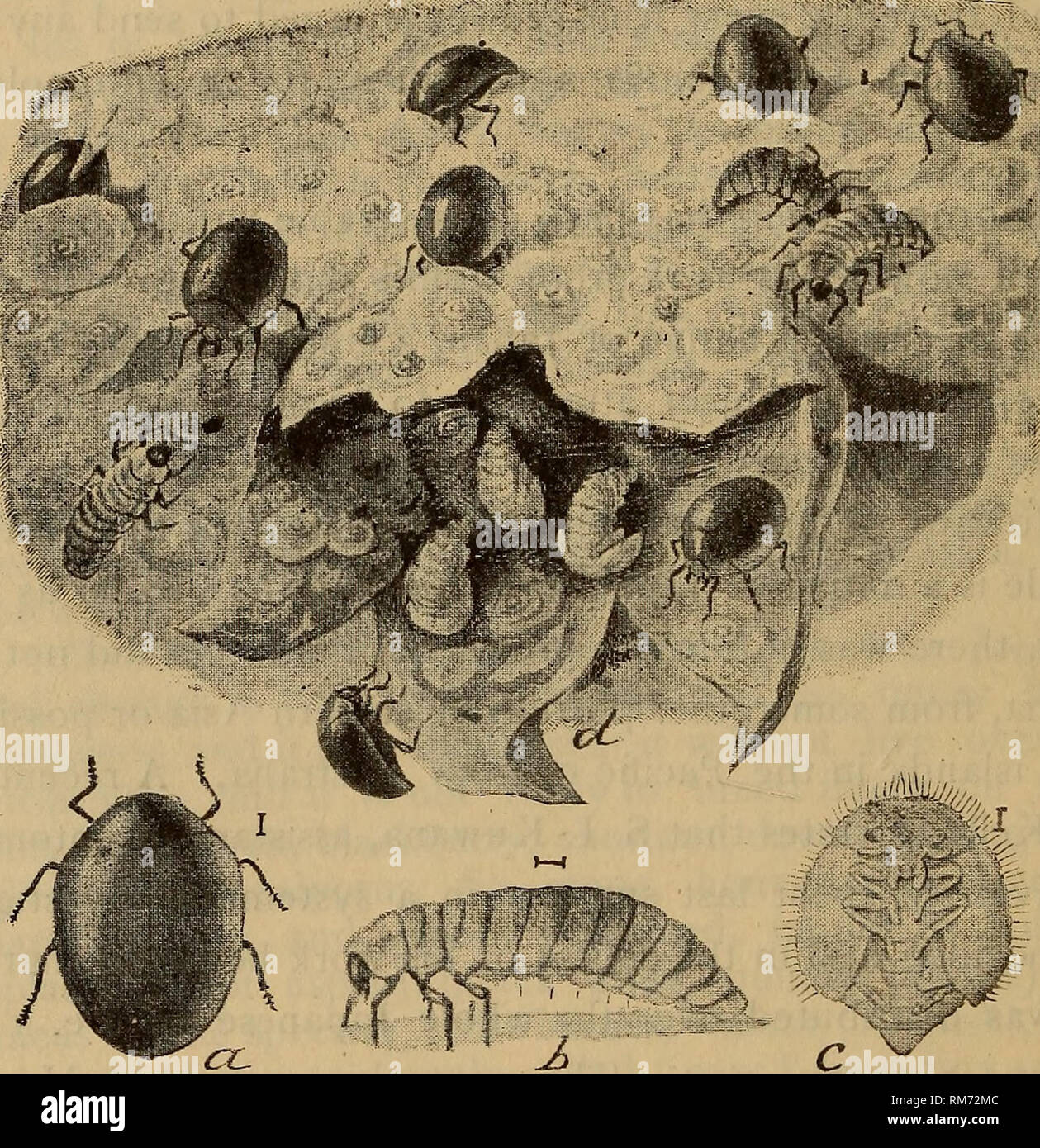 . Annual report of the Regents. New York State Museum; Science. 312 NEW YORK STATE MUSEUM siderable numbers in an infested orchard near Albany. The beetle, in its various stages, is represented in the accompanying figure. It is quite convex in shape and only -^ ^^ ^^ i"^^ ^ong. The twice stabbed lady bug, Chilocorus bivulnerus Muls., is another native form known to feed on this pest. The beetle may be recognized by its jet black color relieved by two red spots on its wing covers. Several lady. Fig. 5 Pentilia misellaa beetle; b larva; c pupa; d blossom end of pear showing scales with larv Stock Photo