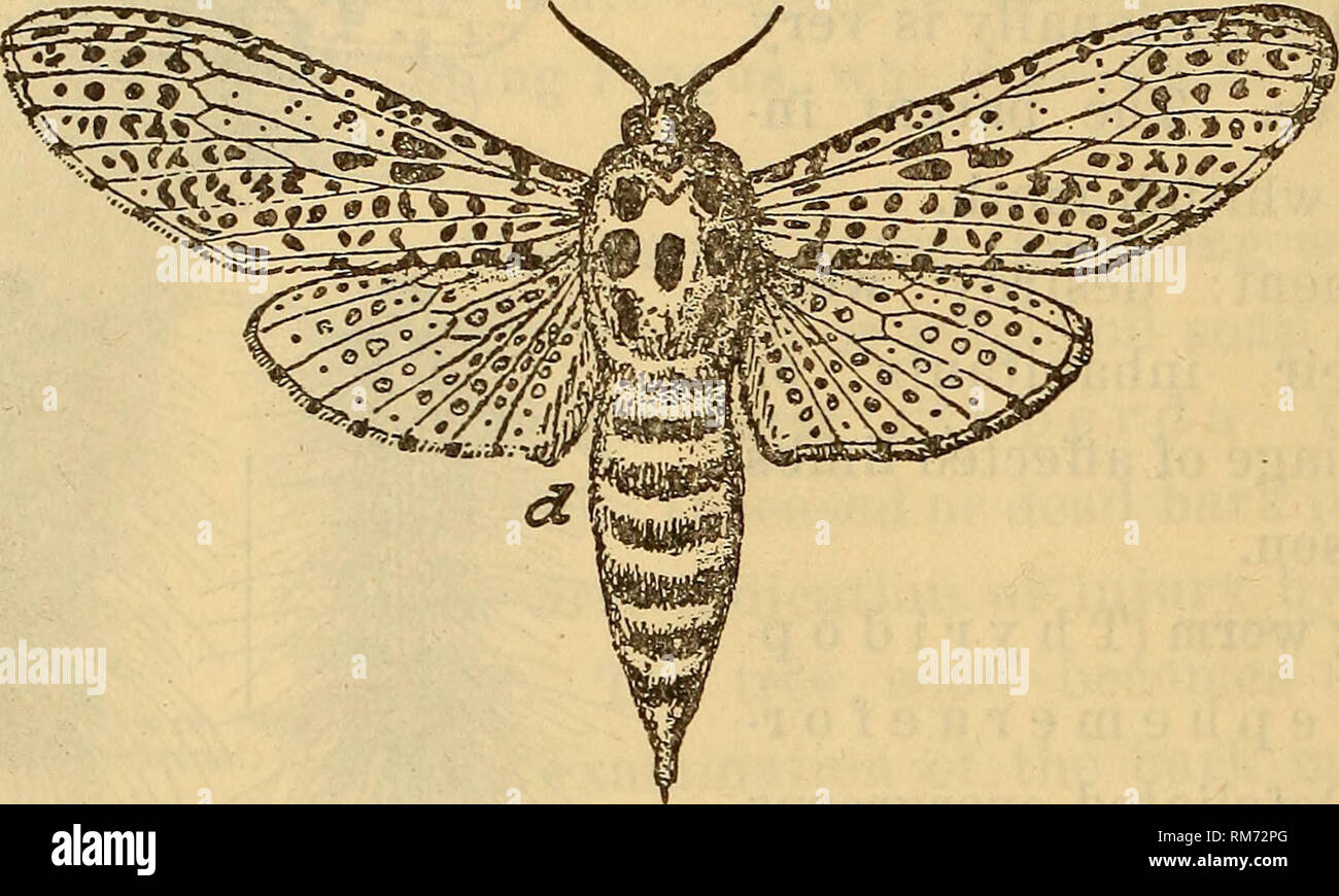 . Annual report of the Regents. New York State Museum; Science. M NEW YORK STATE MUSEUM Treatment: dig out young borers. Kill others by injecting carbon bisulfid in the burrow and then stopping the orifice with putty or soap. Burn badly infested trees.. Fig. 36 Leopard moth, adiilt female (after Pike) 44 Bronze birch-horer (A g r i 1 u s a n x i u s). If infested bark is examined, a slender flat-headed grub may be found running burrows in all directions in the inner portions. White and other birches are attacked, one of the first indica- tions of attack being the dying of the tree at the top.  Stock Photo