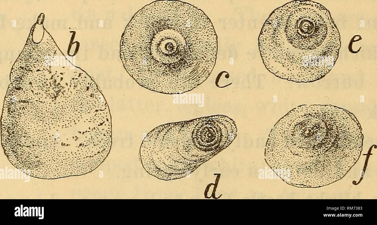 . Annual report of the Regents. New York State Museum; Science. Fig. 12 Scale insects: a apple tree bark louse; h scurfy bark louse; c San Jose scale; d male of same; e English oyster scale; /Putnam's scale (original) 15 Scurfy bark louse (Chionaspis furfurue). The whit- ish, scurfy scales occur on the bark of fruit trees. The purplish eggs remain under the old scales all winter, the young appearing about June 1. A widely distributed scale insect which is some- times so abundant as literally to coat the trunk of a tree and give it the appearance of having been whitewashed. It is confined large Stock Photo