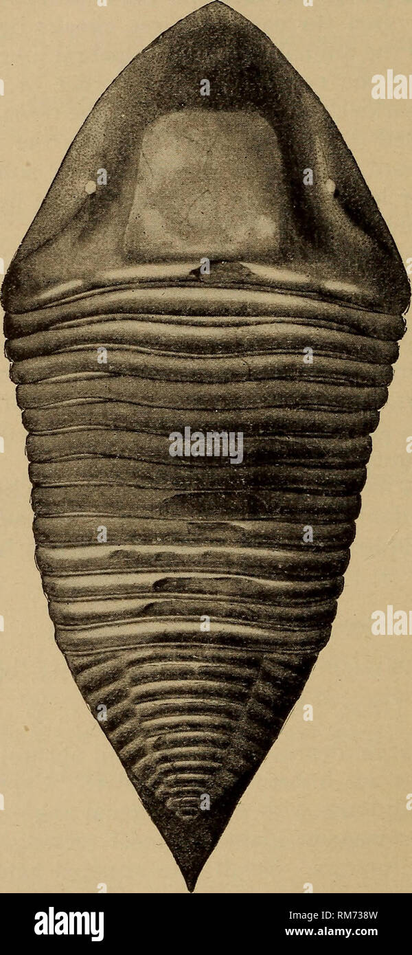 . Annual report of the Regents. New York State Museum; Science. 222 NEW YORK STATE MUSEUM ium ending acutely, faintly trilobate, and strongly ringed both on the axial and lateral portions; granulose surface.. Fig. 153 Homalonotus delpliinocephalus, % natural size Found rarely in the lower Rochester shale at Niagara, but com- mon in the upper shales. Also found at Lockport and elsewhere (Hall). Genus illaenus Dalman [Ety.: lAAaivw, to squint] (1828. Ucher die Palaeaden, p. 51) Cephalon and pygidium of about the same size, large and convex, smooth, semicircular in outline, with the trilobations  Stock Photo