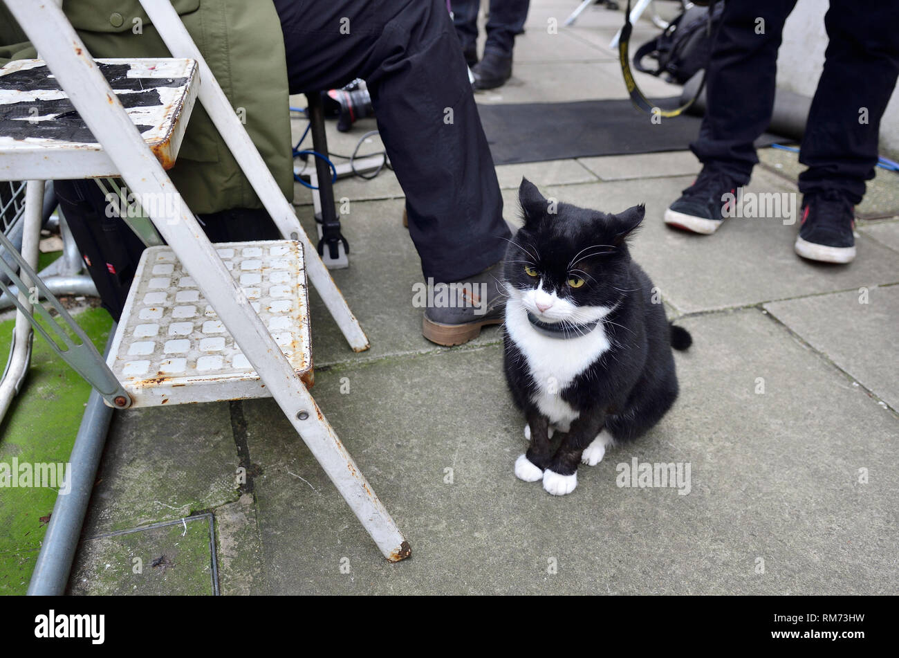 Palmerston - chief Mouser to the Foreign Office - in Downing Street, Westminster, Feb 2019 Stock Photo
