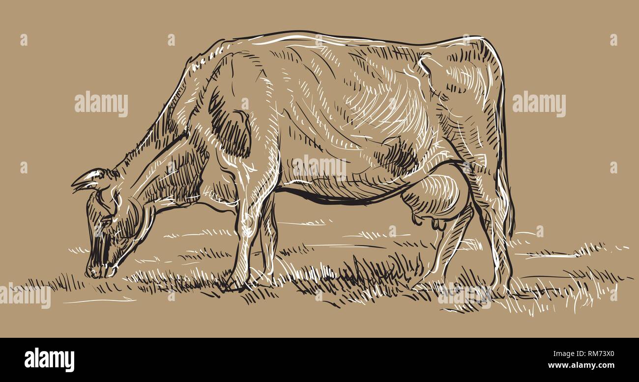 Vector hand drawing Illustration cow on pasture standing in profile. Monochrome vector hand drawing sketch illustration in black and white colors isol Stock Vector