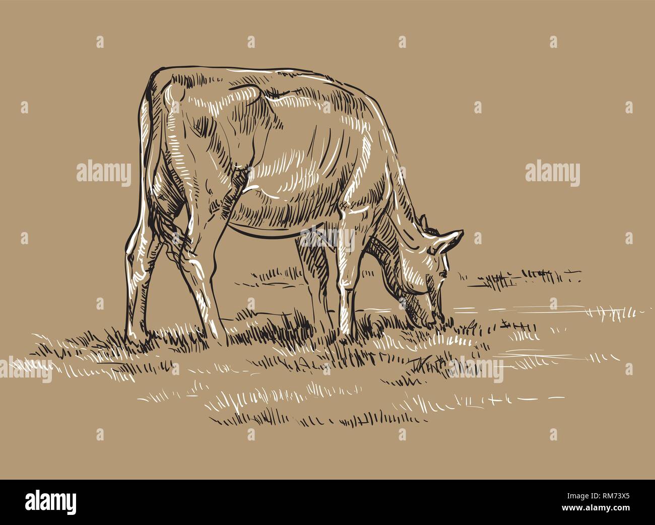 Vector hand drawing Illustration cow on pasture standing in profile. Monochrome vector hand drawing sketch illustration in black and white colors isol Stock Vector