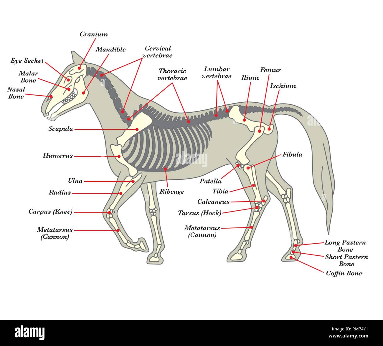 Skeleton of a horse with the different bones Stock Vector