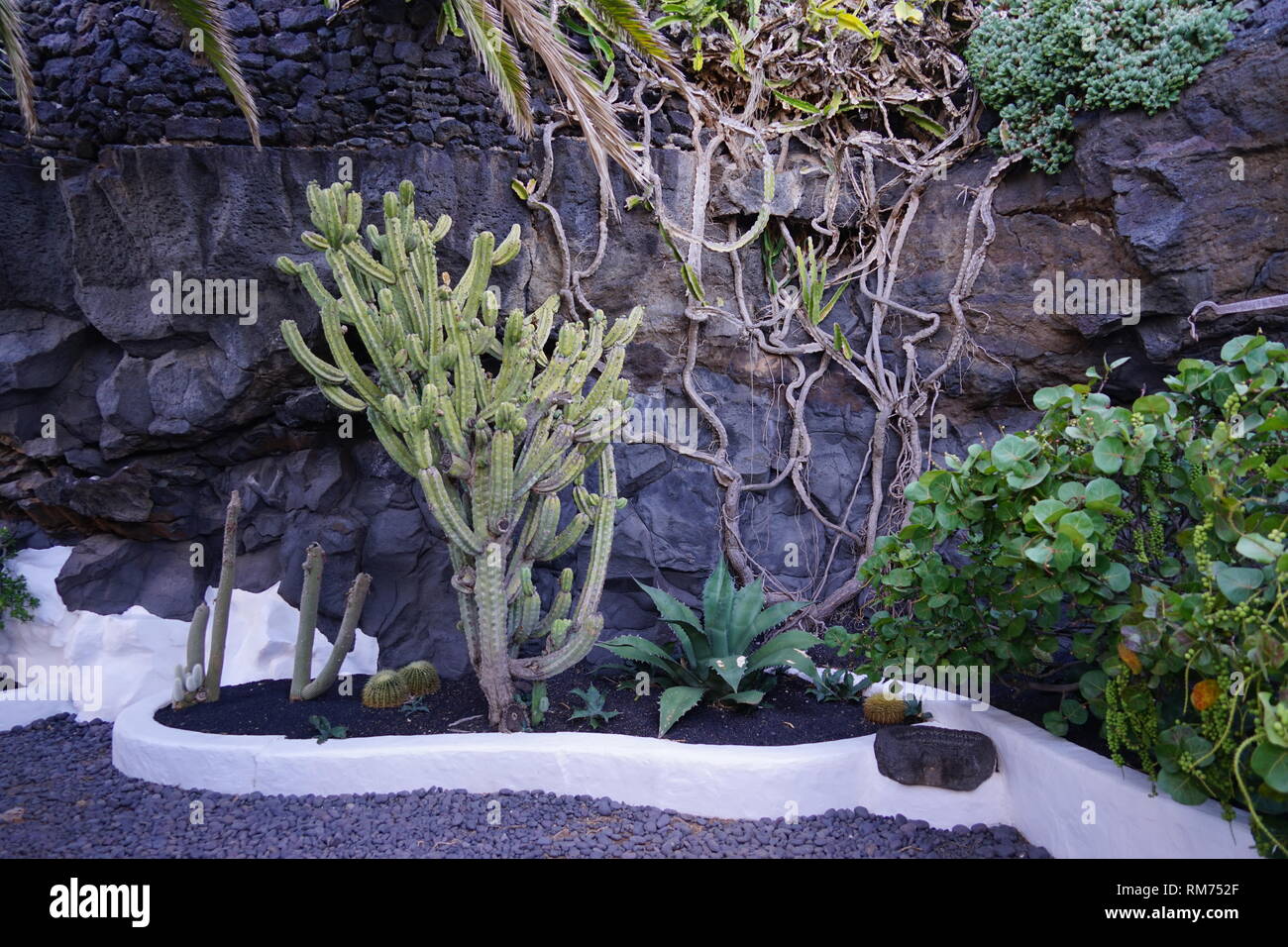 Pflanzen neben dem Schwimmbecken,Vulkanhaus, Fundación César Manrique,  Vulkan und Architektur, Museum, Tahiche, Lanzarote, Kanarische Inseln, Spanien Stock Photo