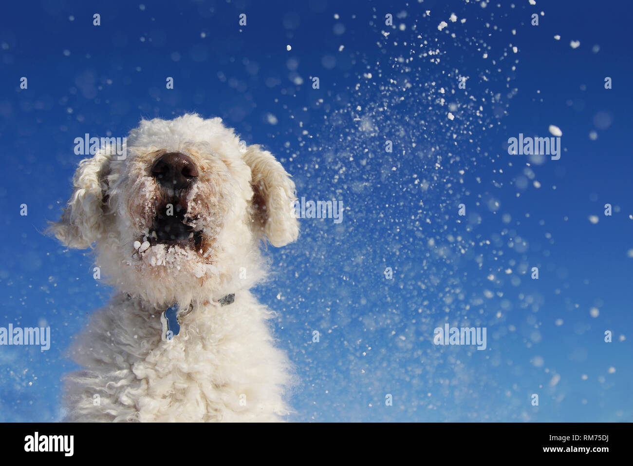 Funny view of goldendoodle dog playing in the snow over blue sky Stock Photo