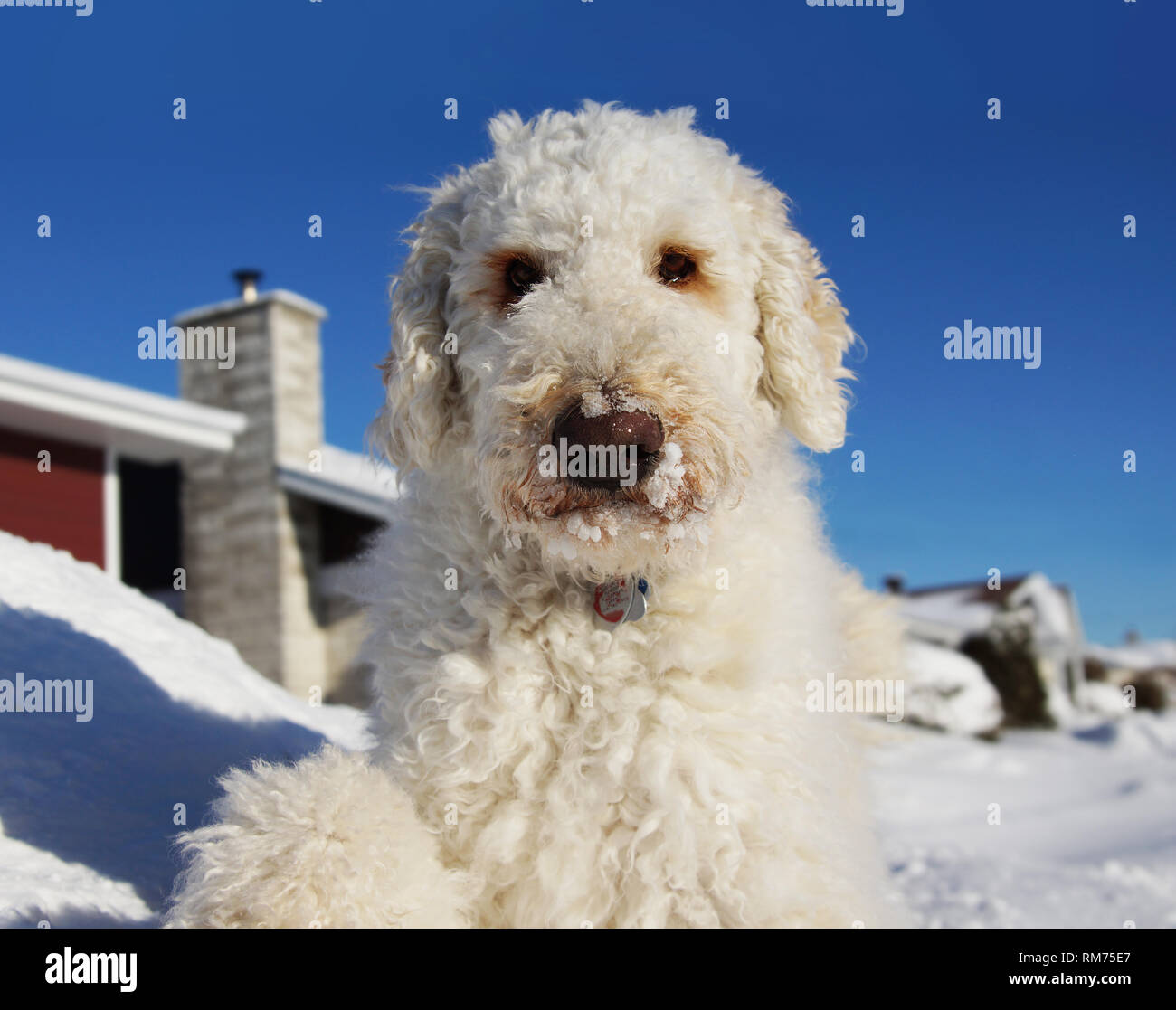Funny goldendoodle dog laying down in the snow Stock Photo