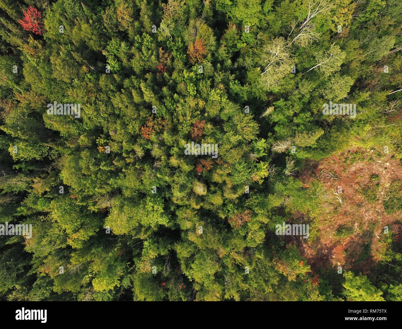 Aerial view of boreal forest evergreen ans decideous trees Stock Photo