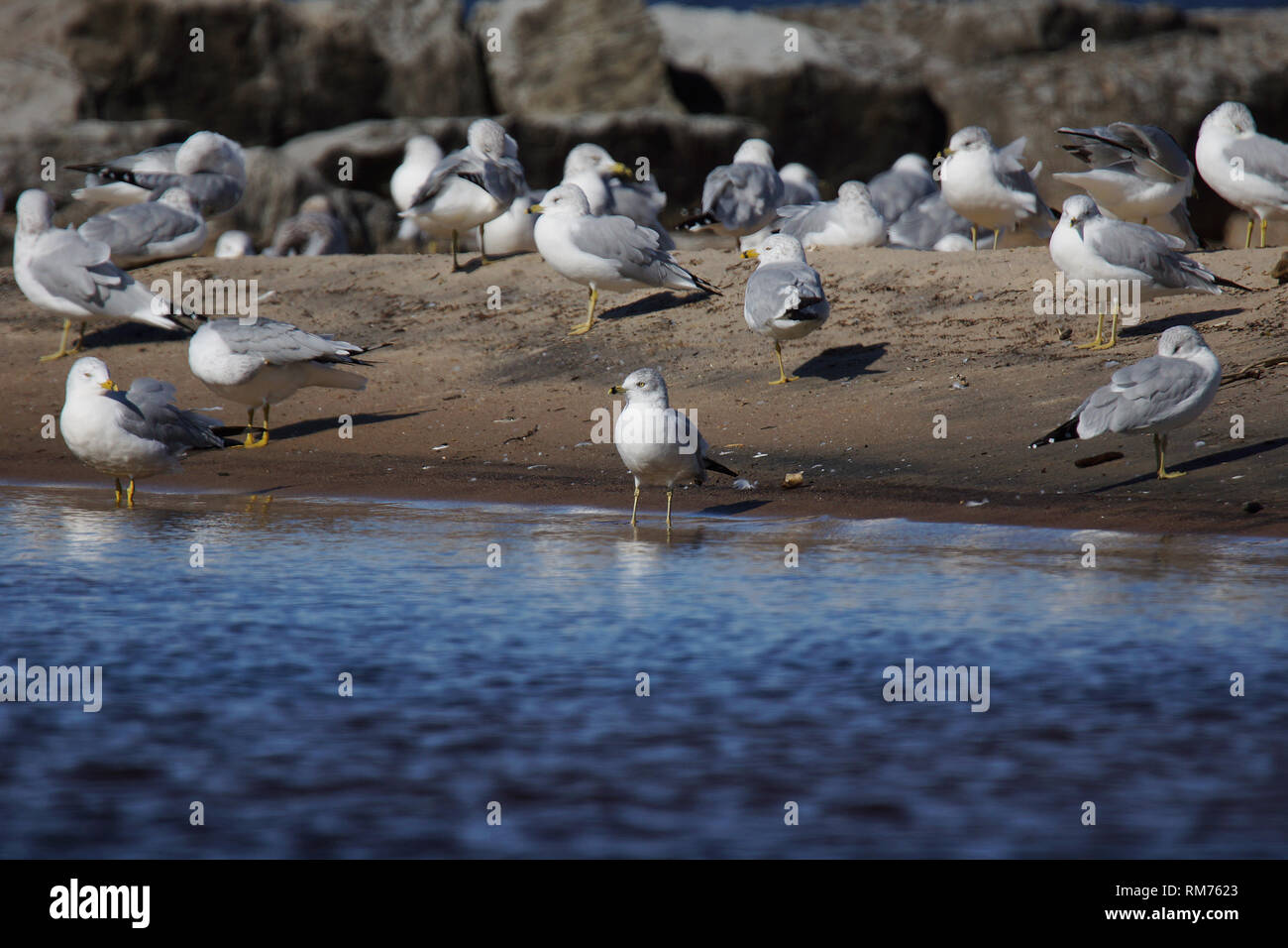 Group of Ring-billed Gull, Larus delawarensis, resting and preening on the beach Stock Photo