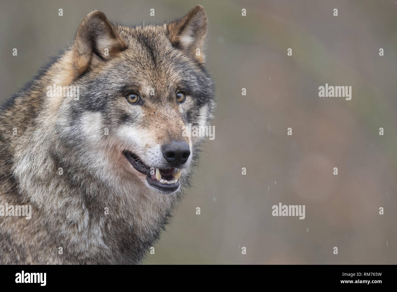 wolf (canis lupus) in winter, neuhaus, lower saxony, germany Stock Photo