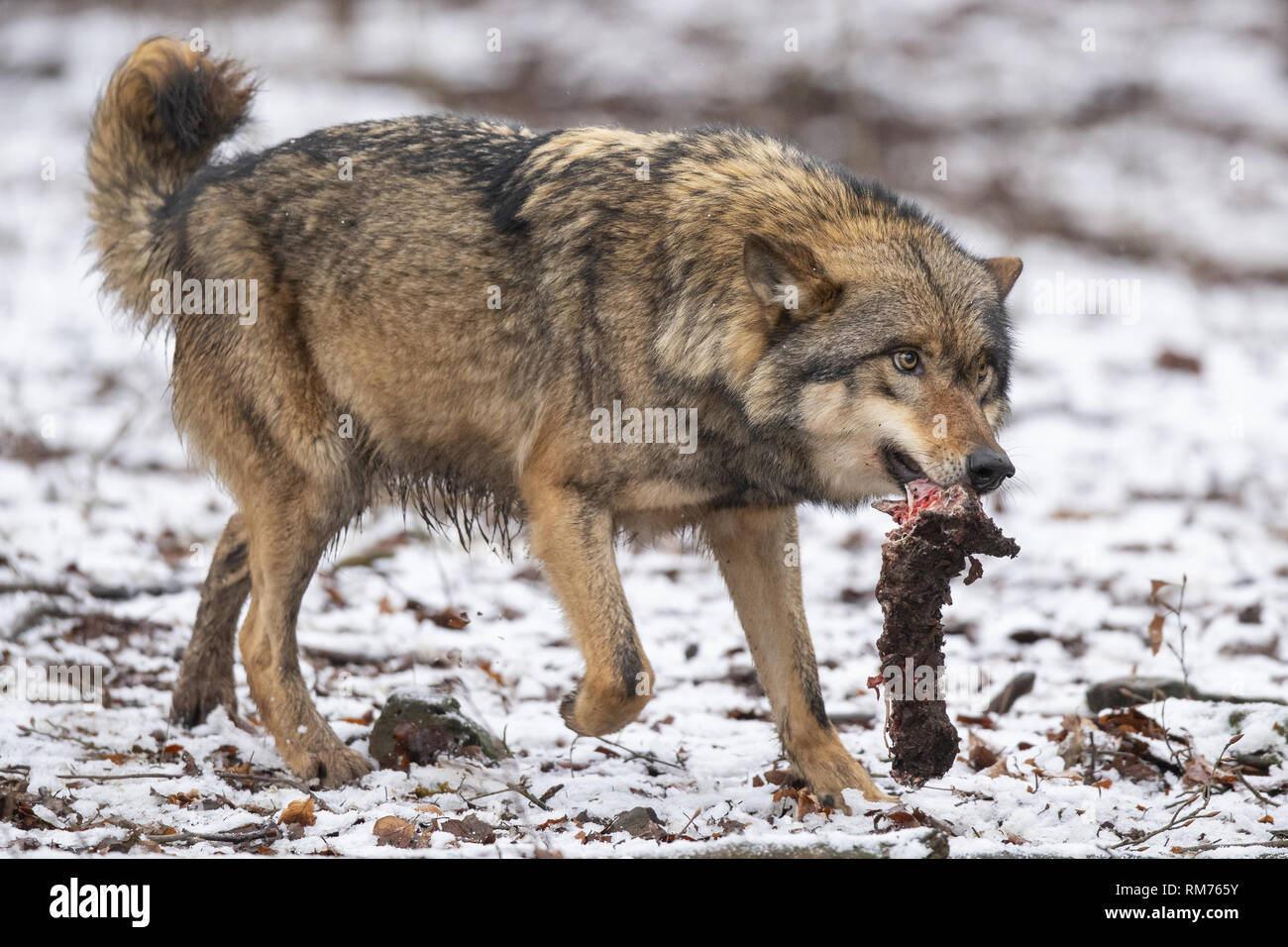 wolf (canis lupus) with prey, in winter, neuhaus, lower saxony, germany Stock Photo