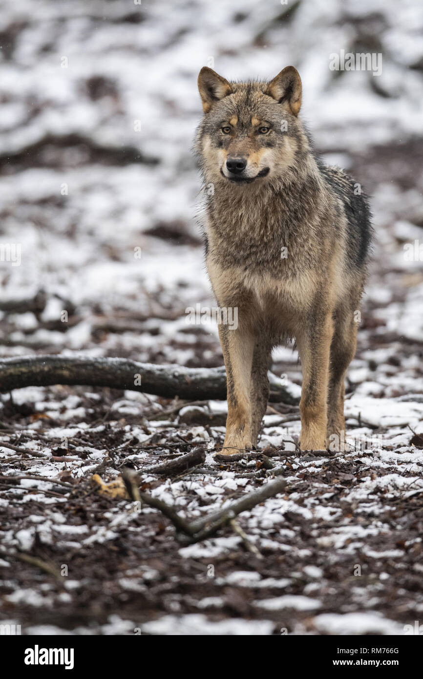wolf (canis lupus) in winter forest, neuhaus, lower saxony, germany Stock Photo