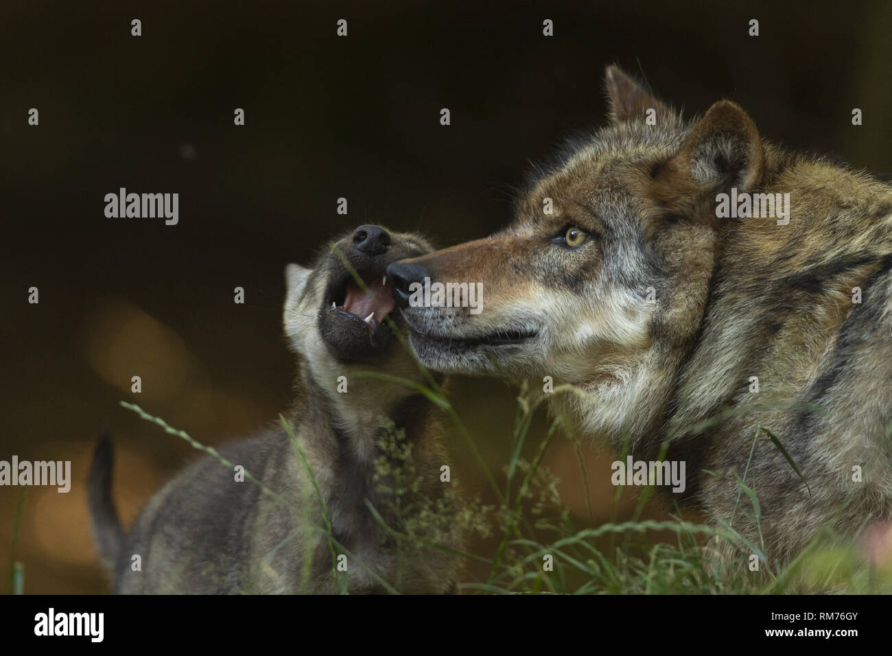 wolf (canis lupus) playing with wolf pup in summer, neuhaus, lower saxony, germany Stock Photo