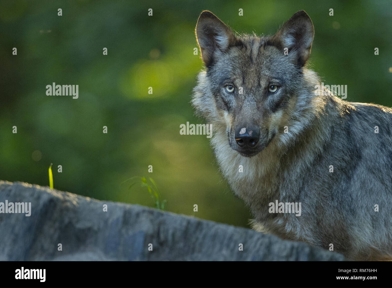 wolf (canis lupus) in summer, neuhaus, lower saxony, germany Stock Photo