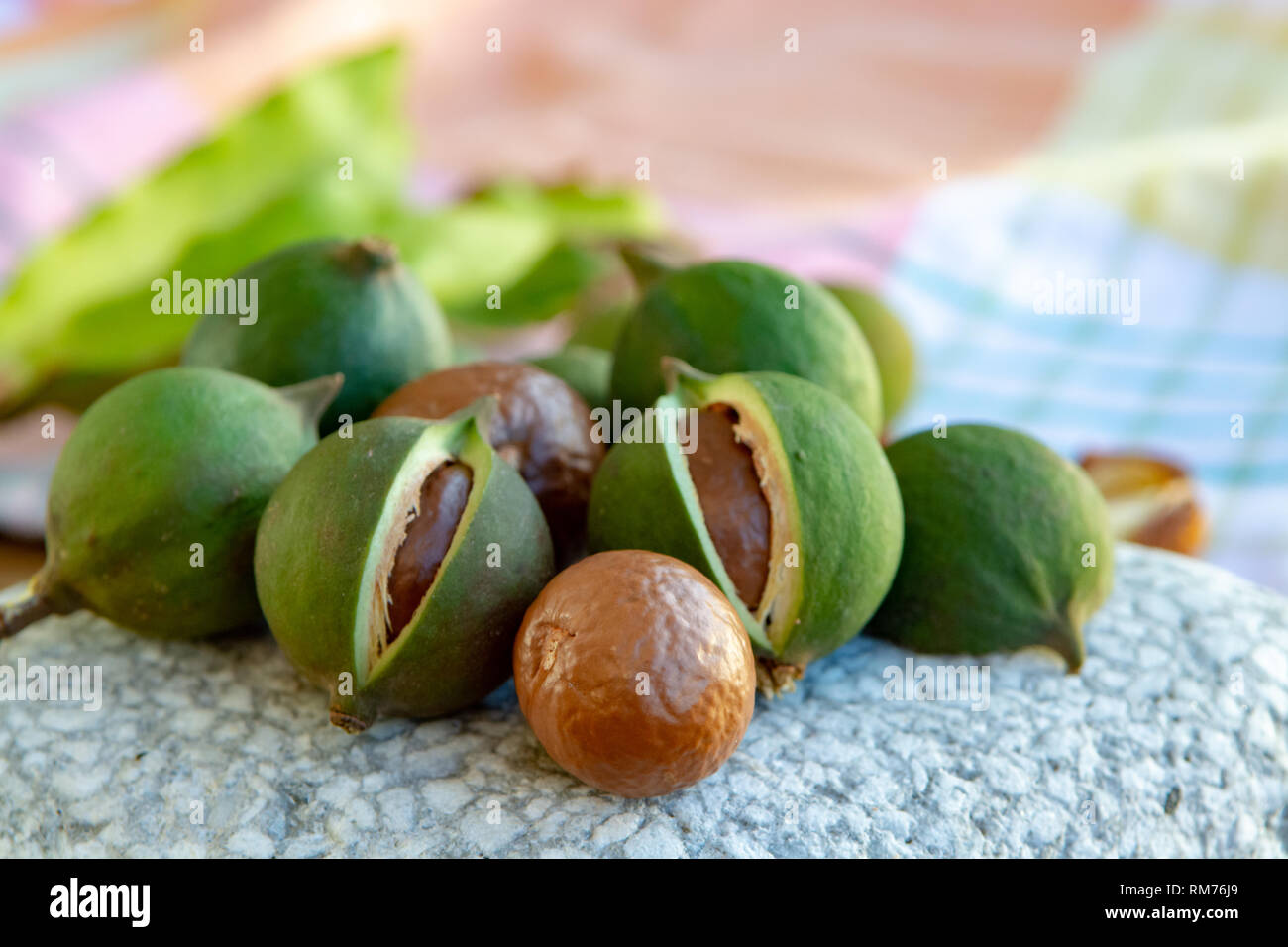 New harvest of ripe fresh Australian macadamia nuts in shell with
